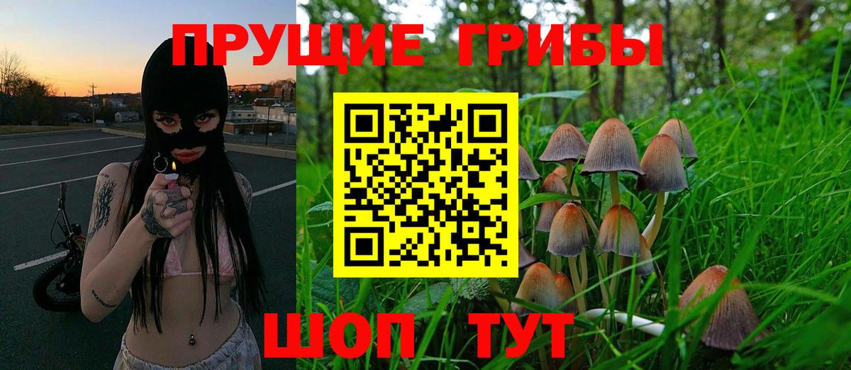 где можно купить наркотик  Псилоцибиновые грибы GOLDEN TEACHER  Вход с VPN  Тейково 
